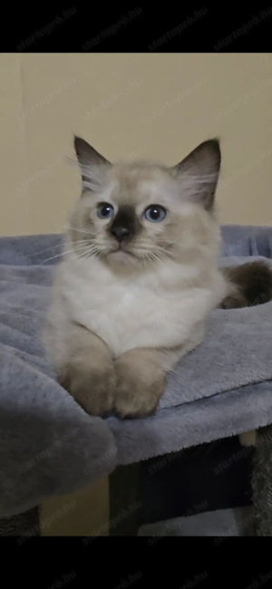 Ragdoll  Cherubim törzskönyves babák - kép 4