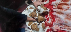 Eladó jack Russell  - kép 4
