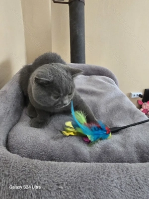 Törzskönyves Brit kék leányzó - kép 3