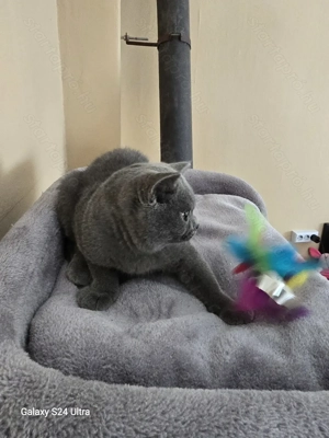 Törzskönyves Brit kék leányzó - kép 4