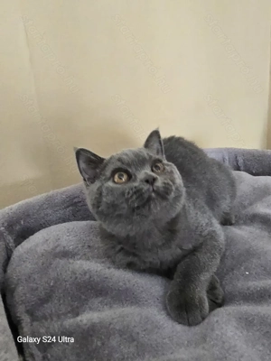 Törzskönyves Brit kék leányzó - kép 2