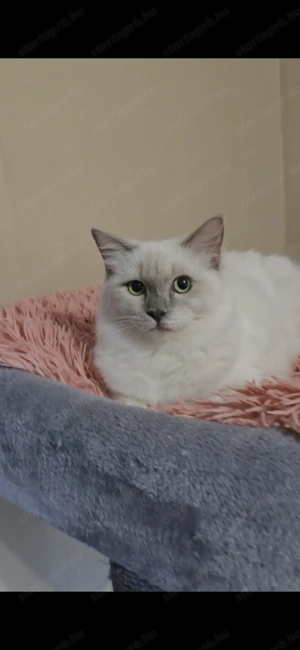 Törzskönyves különleges leányzó - kép 4