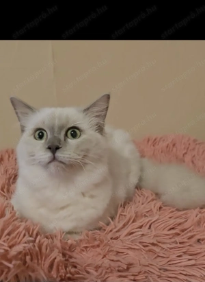 Törzskönyves különleges leányzó - kép 2