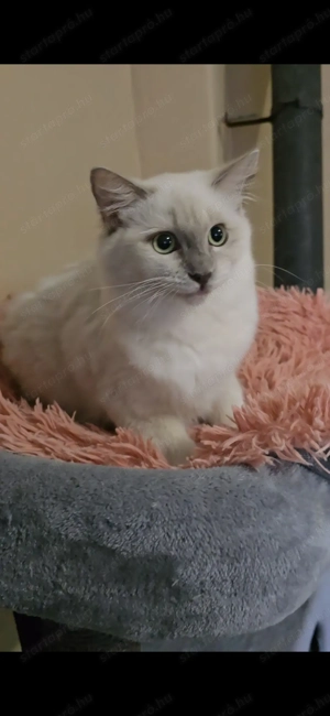 Törzskönyves különleges leányzó - kép 3