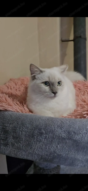 Törzskönyves különleges leányzó - kép 6