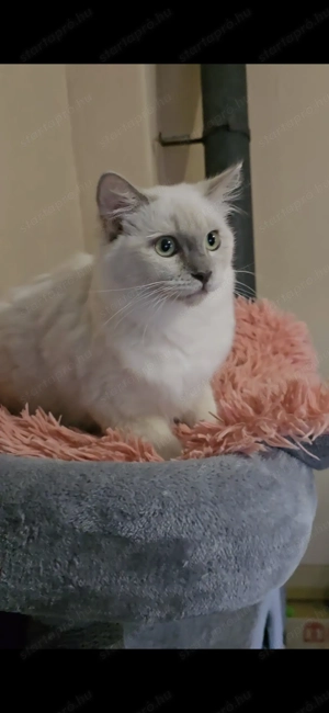 Törzskönyves különleges leányzó - kép 5