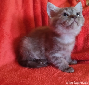 csoki ezüst brit kislány - kép 2