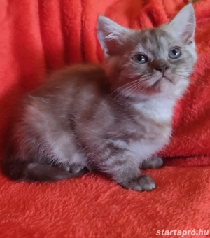 csoki ezüst brit kislány - kép 3