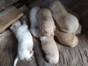 Labrador kiskutyák születtek