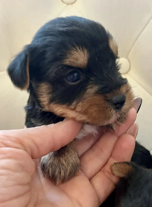 Yorkie kisfiúk foglalhatók ,eladók ! - kép 6
