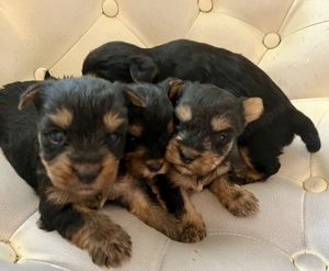 Yorkie kisfiúk foglalhatók ,eladók ! - kép 2