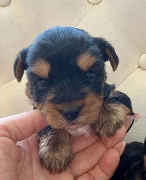Yorkie kisfiúk foglalhatók ,eladók ! - kép 5