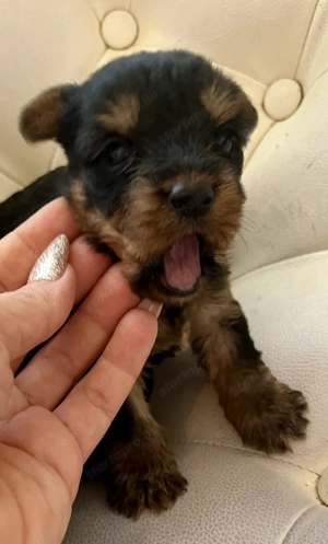 Yorkie kisfiúk foglalhatók ,eladók ! - kép 4