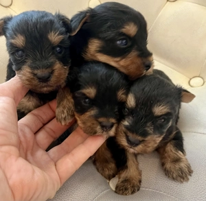 Yorkie kisfiúk foglalhatók ,eladók ! - kép 3