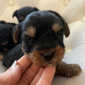 Yorkie kisfiúk foglalhatók ,eladók ! - kép 7