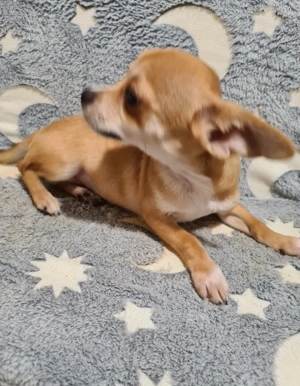 Csivava ( jellegű ) kislegény!