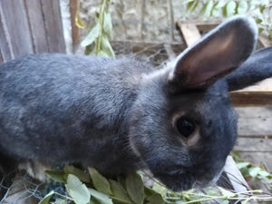 Színes törpenyúl baknyúl 