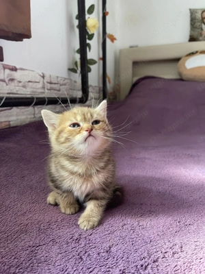 Brit kismacskák - kép 3