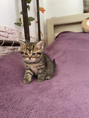 Brit kismacskák - kép 4