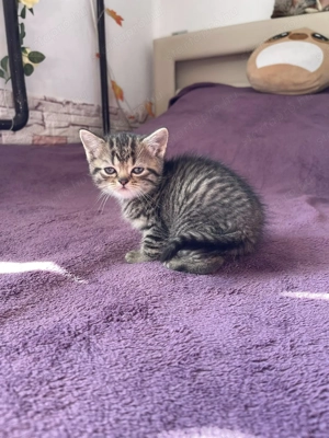 Brit kismacskák - kép 7