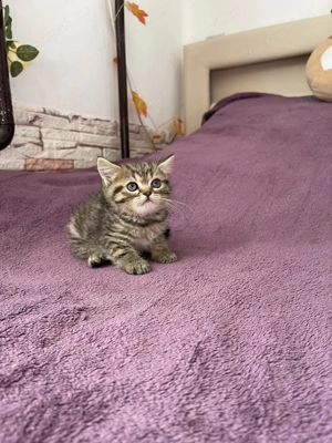 Brit kismacskák - kép 6