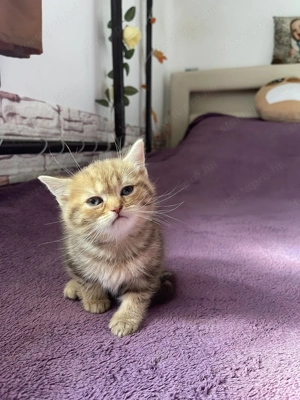 Brit kismacskák - kép 5