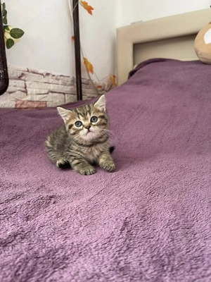 Brit kismacskák - kép 8