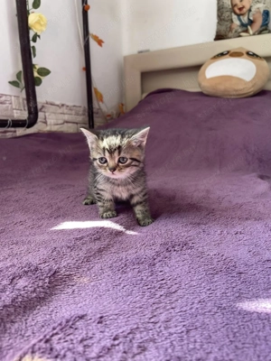 Brit kismacskák - kép 9