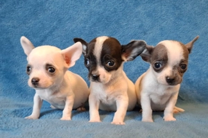 mini csivava eladó chihuahua  blue white,  bicolor legkisebb  csivava méret