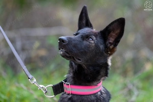 ASTRA a fiatal németjuhász keverék gazdát keres - kép 3