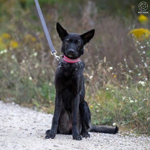 ASTRA a fiatal németjuhász keverék gazdát keres