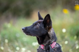 ASTRA a fiatal németjuhász keverék gazdát keres - kép 2