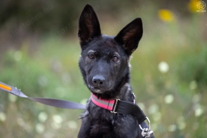 ASTRA a fiatal németjuhász keverék gazdát keres - kép 4