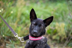 ASTRA a fiatal németjuhász keverék gazdát keres - kép 5