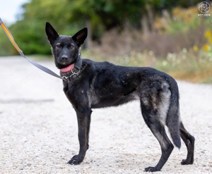 ASTRA a fiatal németjuhász keverék gazdát keres - kép 6