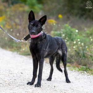 ASTRA a fiatal németjuhász keverék gazdát keres - kép 7