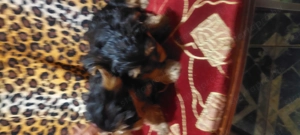 Eladó York-i kan kis kutyák 