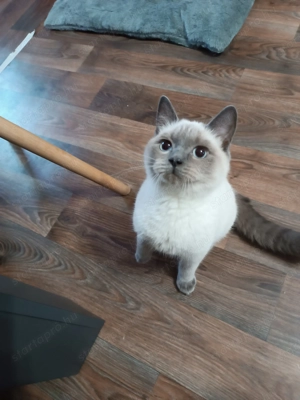 Ivaros 6- hónapos Brit kandúr eladó! - kép 2