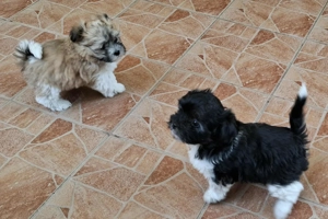 Bishon Havanese fajtiszta kiskutyák eladók - kép 3