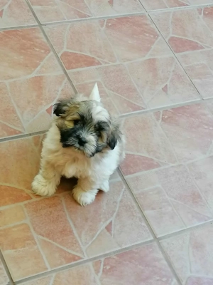Bishon Havanese fajtiszta kiskutyák eladók - kép 2