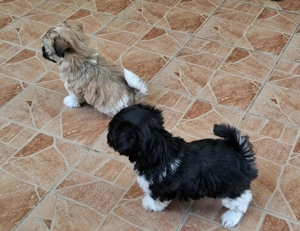 Bishon Havanese fajtiszta kiskutyák eladók - kép 4