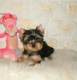 Picike méretű Yorkshire Terrier babák eladók! - kép 4