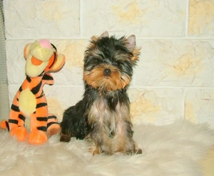 Picike méretű Yorkshire Terrier babák eladók! - kép 2