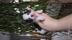 Decemberi költözéssel Elérhetőek csivava Chihuahua kölykök az Erzsébet Kimcse kennelben