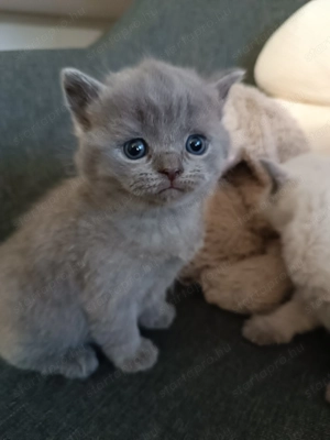 Karácsonyra Brit cica foglalható!! - kép 2