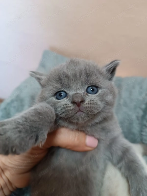 Karácsonyra Brit cica foglalható!! - kép 3