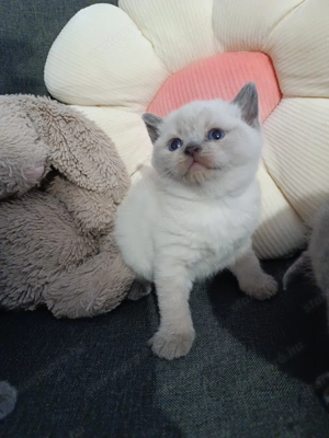 Karácsonyra Brit cica foglalható!! - kép 4