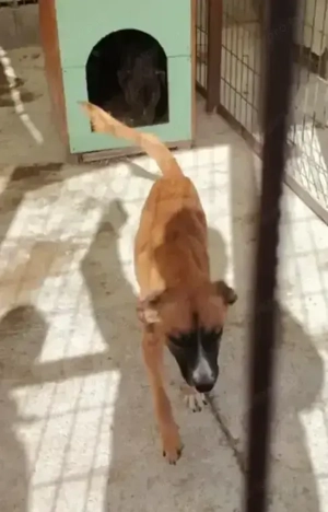 Jászladányi ebrendészeti telep gazdakeresői - kép 12