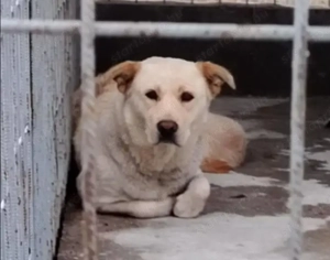 Jászladányi ebrendészeti telep gazdakeresői - kép 15