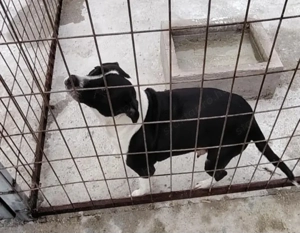 Jászladányi ebrendészeti telep gazdakeresői - kép 16